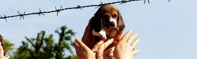 Green Hill allevava cani “da laboratorio”: condanna in Cassazione per l’associazione