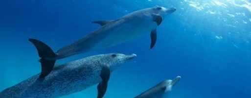 Via libera al bagno con i delfini: la protesta degli animalisti