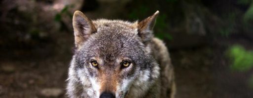Ambientalisti contro contadini, la guerra al lupo divide Bolzano