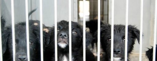 Raccolta di solidarietà per cani e gatti abbandonati in 100 punti vendita Esselunga