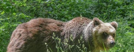 Orso marsicano muore durante la cattura nel Parco d’Abruzzo