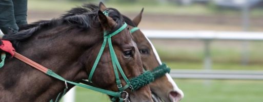 Il lato oscuro delle corse: i cavalli che perdono vengono mandati al macello