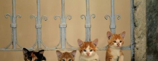 Vita, topi e miracoli dei gatti di Istanbul