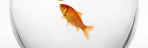 La seconda vita dei pesci rossi? In acquario