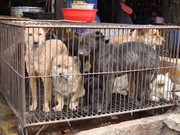 Yulin, Italia chiede a Cina di fermare macellazione dei cani. Nel silenzio degli europei