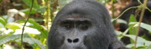 Uganda: ucciso Rafiki, gorilla di montagna. In 4 rischiano l’ergastolo