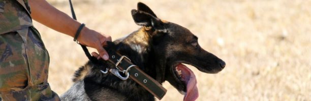 Soldati e cani militari: la decisione del Ministero