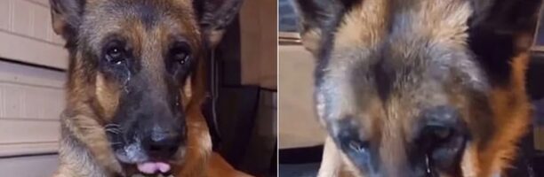 Cina, costringe il cane a mangiare peperoncini e pubblica le immagini sui social: polemica