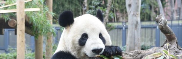 Pazzi per i panda – Xiang Xiang torna in Cina e i giapponesi si disperano.