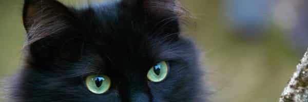 Giornata del gatto nero: perché avere un micio ci rende felici