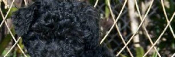 Primo caso di cane positivo al Covid in Italia: “Barboncino contagiato dai padroni: non è infettivo”