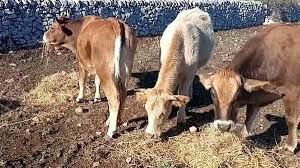 Tre mucche uccise a Modica, la rabbia della proprietaria: “Erano animali d’affezione”