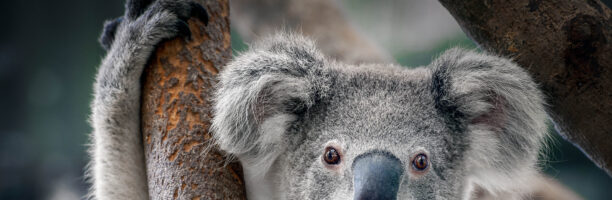 Koala a rischio d’estinzione