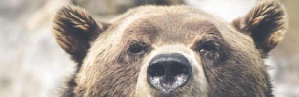Trentino, mentre il presidente Fugatti prende l’ennesima batosta, la lotta per gli orsi va ‘in scena’
