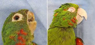Lo straordinario intervento che ha restituito il becco a un pappagallo brasiliano
