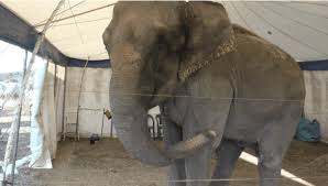 Francia, commuove e indigna la storia dell’elefantessa ferita e abbandonata in una discarica