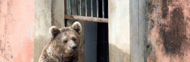 25mila persone hanno comprato uno zoo in Francia per salvare gli animali detenuti in cattività