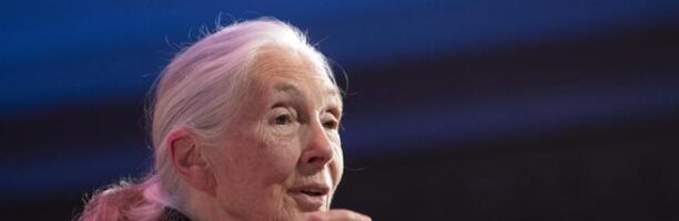 «Basta animali allevati in gabbia». Jane Goodall e altri 140 scienziati premono sulla Ue