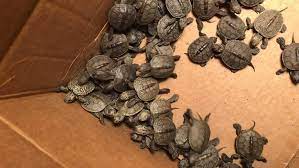 Più di 800 tartarughe salvate dai canali di scolo dove avevano cercato riparo dal freddo