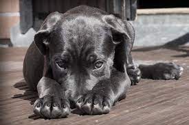 Oipa: “Ogni anno mille cani vengono rapiti in Italia, non lasciateli incustoditi. Nel Regno Unito istituita task force”
