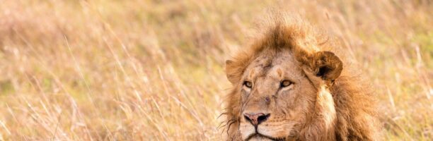 Il leone è a rischio estinzione: “Popolazione crollata del 90%”