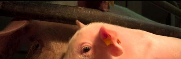 La maternità in gabbia: un film per raccontare le sofferenze dei maiali