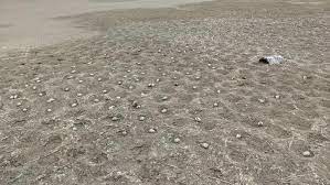 Tremila uova vengono abbandonate in spiaggia dopo che un drone ha spaventato gli uccelli in California