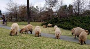 Capibara giganti (pesano sino a 80 kg) invadono Buenos Aires. «Si riappropriano del loro habitat»