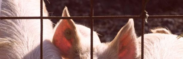 «Scrofe prigioniere e maiali mutilati: si può chiamare benessere animale?»