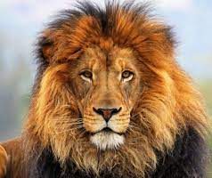 Follia Trophy Hunting, uccidere un leone “in scatola” costa 4 mila euro