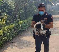 Incendi a Roma, polizia e vigili del fuoco salvano cani e gatti dalle fiamme