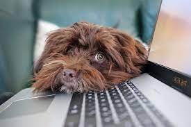 Lo studio legale ai dipendenti: «Portate i vostri cani a lavoro, aumenta la produttività»