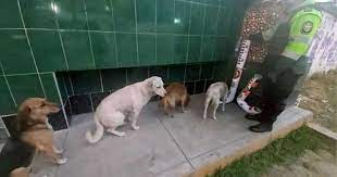 Cani randagi in fila per mangiare dai distributori installati dalla Polizia