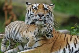 29 luglio, Giornata mondiale della tigre
