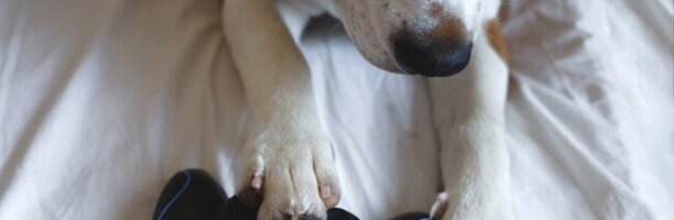 Gb: nasce un videogioco per cani che aiuta a combattere la demenza animale