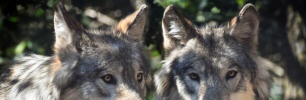 La destra europea vince la battaglia su lupi e orsi: “Ok a caccia se si dimostra che non sono in estinzione”