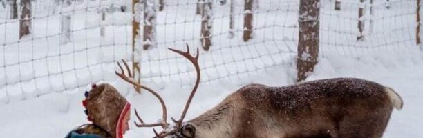 Svezia: non c’è pace per le renne dei Sami, tra climate change, pale eoliche e nuove miniere