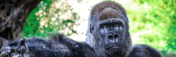 Fasano, “Salviamo Riù, il gorilla triste”: l’appello degli animalisti allo Zoo Safari