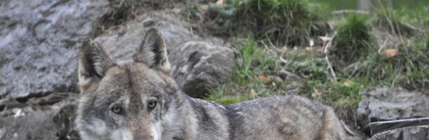 Svezia, partita la più grande campagna di abbattimento dei lupi