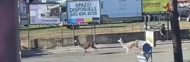 Lama scappano dal circo a Roma: la mini-fuga su via Boccea diventa virale