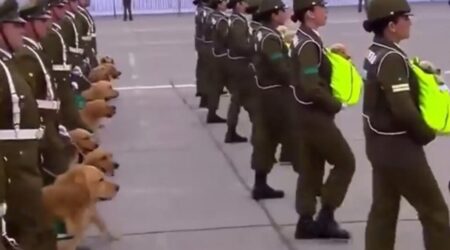 Poliziotte sfilano alla parata militare senza armi ma con piccoli cuccioli di Golden Retriever