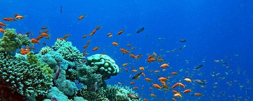 Marevivo e WWF: le aree marine protette diventino parchi nazionali