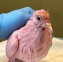 Gender reveal, piccione tinto di rosa per svelare il sesso del nascituro: scoppia l’ira degli animalisti