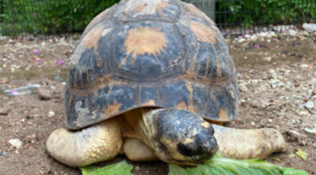 La tartaruga «Mr. Pickles» diventa padre per la prima volta di tre tartarughine. A 90 anni
