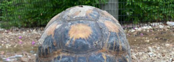 La tartaruga «Mr. Pickles» diventa padre per la prima volta di tre tartarughine. A 90 anni