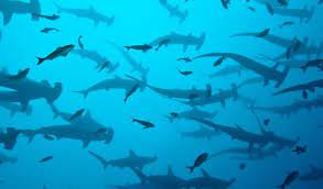 Il Costa Rica annuncia il divieto di pesca degli squali martello