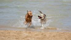 Spiagge per cani nel Lazio: ecco dove trascorrere una giornata con il tuo amico peloso