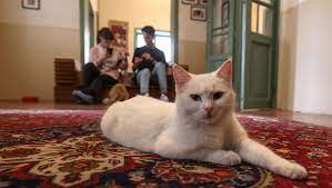 Benvenuti al Miaouseum di Teheran, il museo del gatto che ospita 30 felini adottati. “Sono più ammirati delle opere”