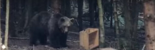 Mangiatoie sparse nei boschi: in Trentino sono 137 e attirano gli orsi (VIDEO). La Lav: “Un elemento che pesa come un macigno sulle responsabilità degli amministratori”