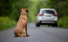 Ddl sicurezza stradale, abbandono animali per strada: ipotesi revoca o sospensione patente